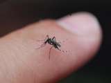 Mosquito Menace Grips Hyderabad: GHMC Urged to Intensify Fogging During Monsoons