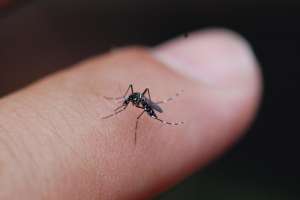 Mosquito Menace Grips Hyderabad: GHMC Urged to Intensify Fogging During Monsoons
