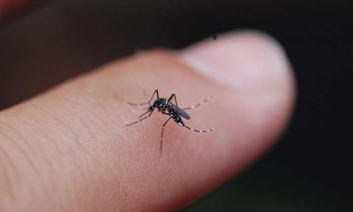 Mosquito Menace Grips Hyderabad: GHMC Urged to Intensify Fogging During Monsoons