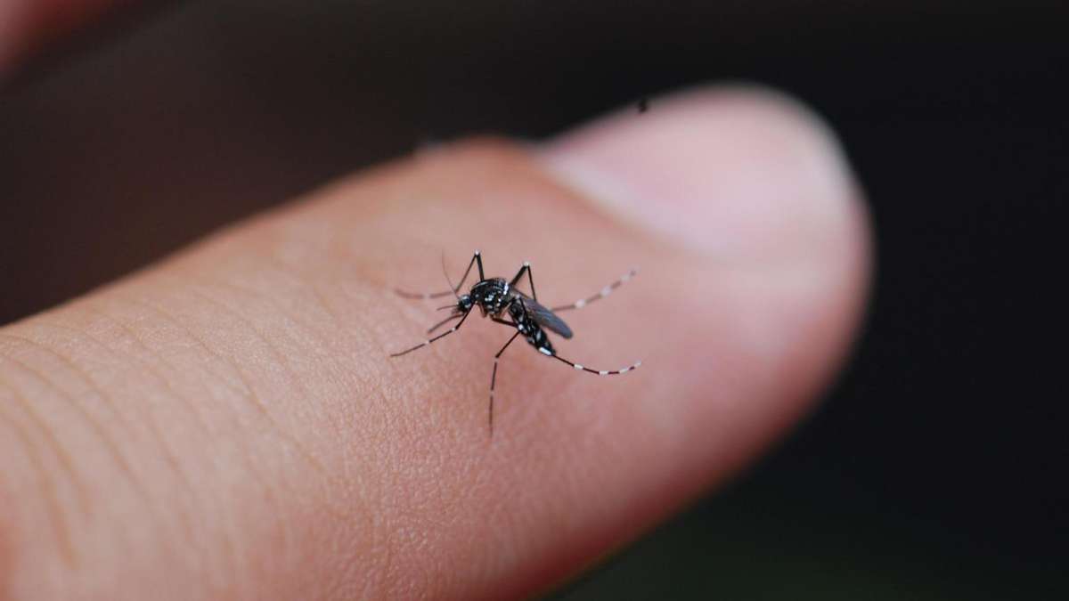 Mosquito Menace Grips Hyderabad: GHMC Urged to Intensify Fogging During Monsoons