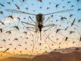 Mosquito Menace Troubles Manikonda Residents as GHMC Fogging Complaints Go Unresolved