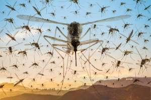 Mosquito Menace Troubles Manikonda Residents as GHMC Fogging Complaints Go Unresolved