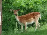 SOT police arrest eight suspects transporting deer meat in Ranga Reddy