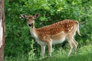 SOT police arrest eight suspects transporting deer meat in Ranga Reddy