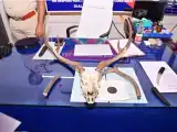 Adilabad Police Arrest 34-Year-Old Plumber in Illegal Deer Hunting Case