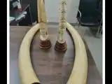 Hyderabad DRI seizes four elephant tusks, apprehends three over illegal ivory trade