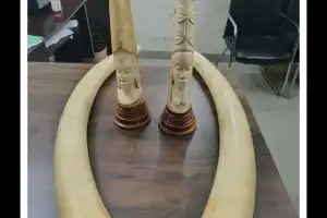 Hyderabad DRI seizes four elephant tusks, apprehends three over illegal ivory trade