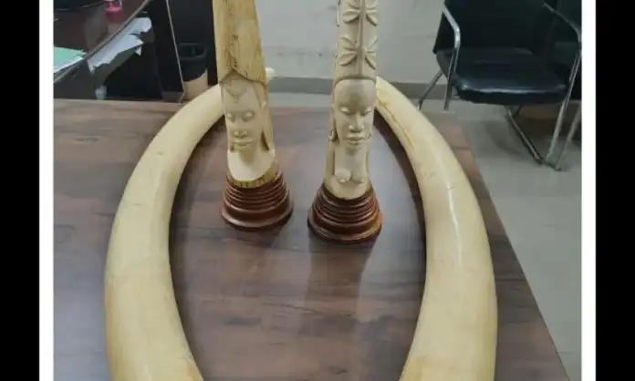 Hyderabad DRI seizes four elephant tusks, apprehends three over illegal ivory trade