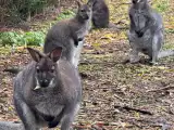 Kangaroos, Wallabies And Lemurs Set To Become New Attractions At Hyderabad Zoo