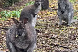 Kangaroos, Wallabies And Lemurs Set To Become New Attractions At Hyderabad Zoo