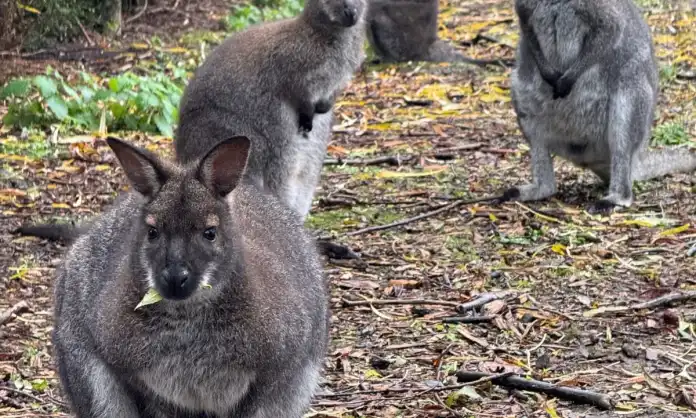 Kangaroos, Wallabies And Lemurs Set To Become New Attractions At Hyderabad Zoo