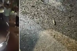 Shots Fired at Bollywood Hero Tiger Shroff in Juhu; Driver and Civilian Injured